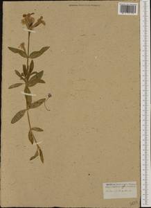 Saponaria officinalis L., Western Europe (EUR) (Not classified)