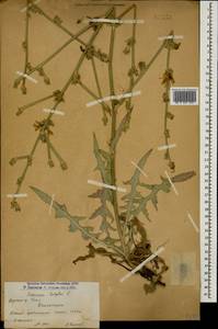 Cichorium intybus L., Caucasus, Armenia (K5) (Armenia)