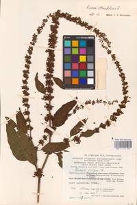 Rumex obtusifolius L., Eastern Europe, Central region (E4) (Russia)