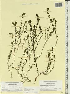 Euphrasia stricta J.P.Wolff ex J.F.Lehm., Eastern Europe, Central region (E4) (Russia)