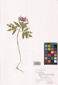 Cardamine quinquefolia (M.Bieb.) Schmalh., Eastern Europe, Central region (E4) (Russia)