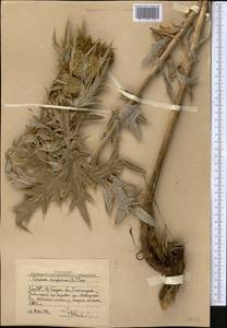 Cirsium turkestanicum (Regel) Petr., Middle Asia, Western Tian Shan & Karatau (M3) (Uzbekistan)