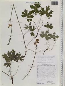 Aconitum ranunculoides subsp. ajanense (Steinb.) Vorosch., Siberia, Russian Far East (S6) (Russia)