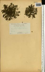 Erodium cicutarium (L.) L'Hér., Eastern Europe, Central forest-and-steppe region (E6) (Russia)