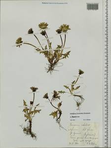 Taraxacum uschakovii Jurtzev, Siberia, Chukotka & Kamchatka (S7) (Russia)