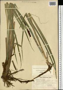 Carex acutiformis Ehrh., Eastern Europe, Central region (E4) (Russia)