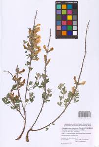 Chamaecytisus ruthenicus (Fisch. ex Woł.) Klásk., Eastern Europe, Eastern region (E10) (Russia)