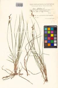 Carex globularis L., Siberia, Russian Far East (S6) (Russia)