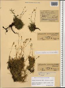 Cherleria circassica (Albov) comb. ined., Caucasus, North Ossetia, Ingushetia & Chechnya (K1c) (Russia)