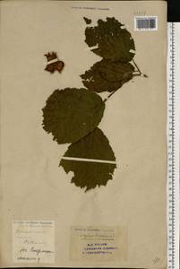 Corylus avellana L., Eastern Europe, Eastern region (E10) (Russia)