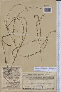 Lappula brachycentra (Ledeb.) Gürke, Middle Asia, Dzungarian Alatau & Tarbagatai (M5) (Kazakhstan)