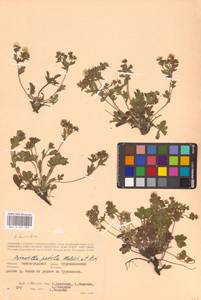 Potentilla humifusa Willd. ex D. F. K. Schltdl., Eastern Europe, Lower Volga region (E9) (Russia)