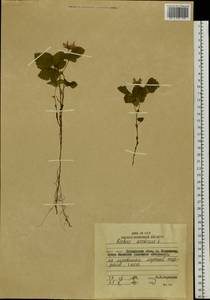 Rubus arcticus L., Siberia, Russian Far East (S6) (Russia)