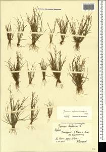 Juncus sphaerocarpus Nees, Crimea (KRYM) (Russia)