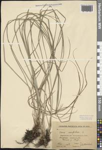 Carex cespitosa L., Eastern Europe, Central forest-and-steppe region (E6) (Russia)