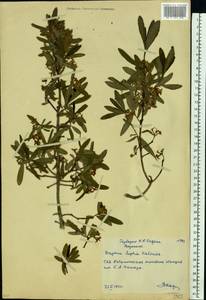 Daphne sophia Kalen., Eastern Europe, Central forest-and-steppe region (E6) (Russia)