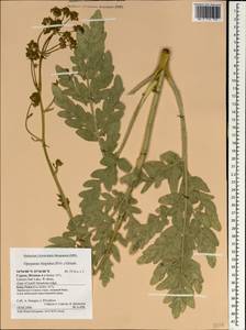 Opopanax hispidus (Friv.) Griseb., South Asia, South Asia (Asia outside ex-Soviet states and Mongolia) (ASIA) (Cyprus)