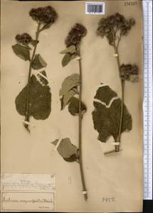 Arctium lappa L., Middle Asia, Muyunkumy, Balkhash & Betpak-Dala (M9) (Kazakhstan)