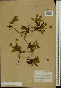 Pilosella officinarum Vaill., Eastern Europe, Belarus (E3a) (Belarus)