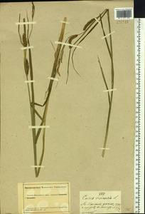 Carex vesicaria L., Siberia, Altai & Sayany Mountains (S2) (Russia)