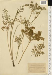 Silphiodaucus prutenicus subsp. prutenicus, Eastern Europe, Moscow region (E4a) (Russia)