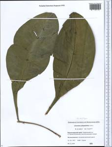 Limonium platyphyllum Lincz., Caucasus, Krasnodar Krai & Adygea (K1a) (Russia)