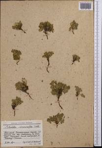 Sibbaldianthe bifurca subsp. bifurca, Middle Asia, Northern & Central Tian Shan (M4) (Kyrgyzstan)
