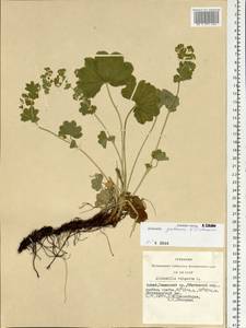 Alchemilla gubanovii V. N. Tikhom., Siberia, Altai & Sayany Mountains (S2) (Russia)