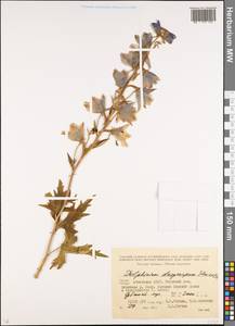 Delphinium dasycarpum Stev. ex DC., Caucasus, Abkhazia (K4a) (Abkhazia)