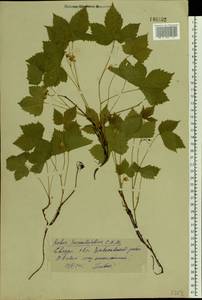 Rubus humulifolius C. A. Mey., Eastern Europe, Eastern region (E10) (Russia)