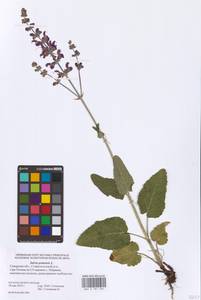 Salvia pratensis L., Eastern Europe, Middle Volga region (E8) (Russia)