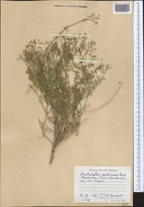 Haplophyllum multicaule Vved., Middle Asia, Northern & Central Tian Shan (M4) (Kazakhstan)