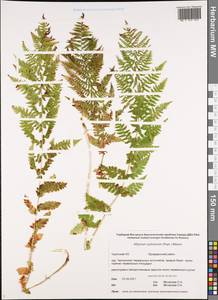 Athyrium asplenioides var. cyclosorum (Rupr.), Siberia, Chukotka & Kamchatka (S7) (Russia)