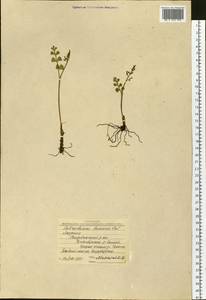 Botrychium lunaria (L.) Sw., Siberia, Yakutia (S5) (Russia)