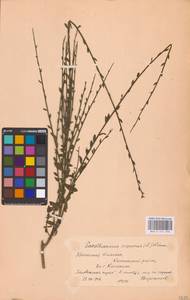 Cytisus scoparius (L.) Link, Eastern Europe, Belarus (E3a) (Belarus)