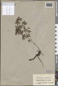 Geranium sanguineum L., Eastern Europe, Central forest-and-steppe region (E6) (Russia)