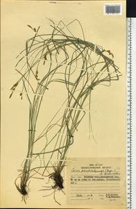 Carex umbrosa subsp. pseudosabynensis T.V.Egorova, Siberia, Russian Far East (S6) (Russia)