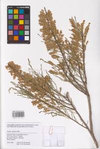 Tamarix gracilis Willd., Middle Asia, Caspian Ustyurt & Northern Aralia (M8) (Kazakhstan)