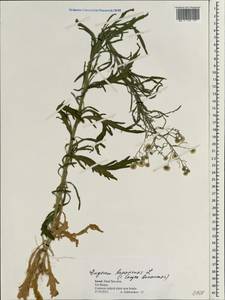 Erigeron bonariensis L., South Asia, South Asia (Asia outside ex-Soviet states and Mongolia) (ASIA) (Israel)