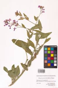 Hesperis pycnotricha Borbás & Degen, Eastern Europe (no precise locality) (E0)