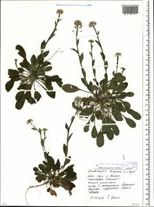 Noccaea caerulescens (J. Presl & C. Presl) F. K. Mey., Eastern Europe, Belarus (E3a) (Belarus)