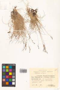 Festuca ovina L., Siberia, Russian Far East (S6) (Russia)