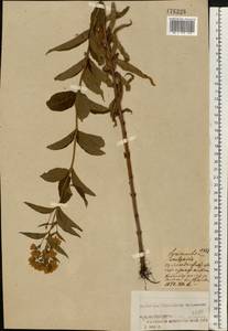 Lysimachia vulgaris L., Eastern Europe, Central forest region (E5) (Russia)