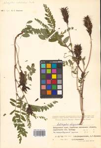 Astragalus schelichowii Turcz., Siberia, Russian Far East (S6) (Russia)