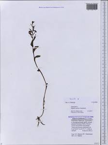 Epipactis, Caucasus, Stavropol Krai, Karachay-Cherkessia & Kabardino-Balkaria (K1b) (Russia)