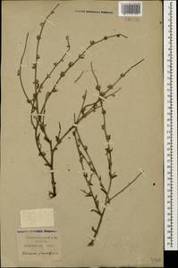 Verbascum pinnatifidum Vahl, Caucasus, Krasnodar Krai & Adygea (K1a) (Russia)