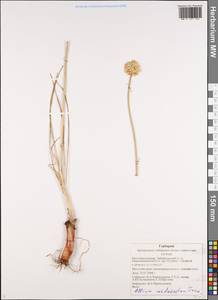 Allium condensatum Turcz., Siberia, Baikal & Transbaikal region (S4) (Russia)