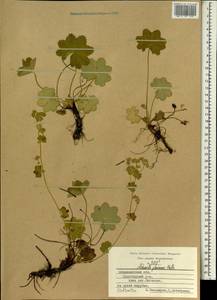Alchemilla glaucescens Wallr., Eastern Europe, Central region (E4) (Russia)