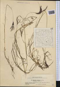 Bothriochloa ischaemum (L.) Keng, Western Europe (EUR) (Poland)