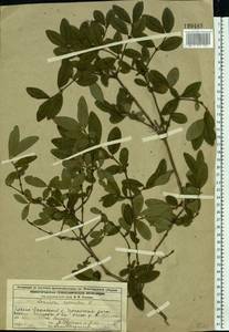 Lonicera caerulea L., Eastern Europe, Volga-Kama region (E7) (Russia)